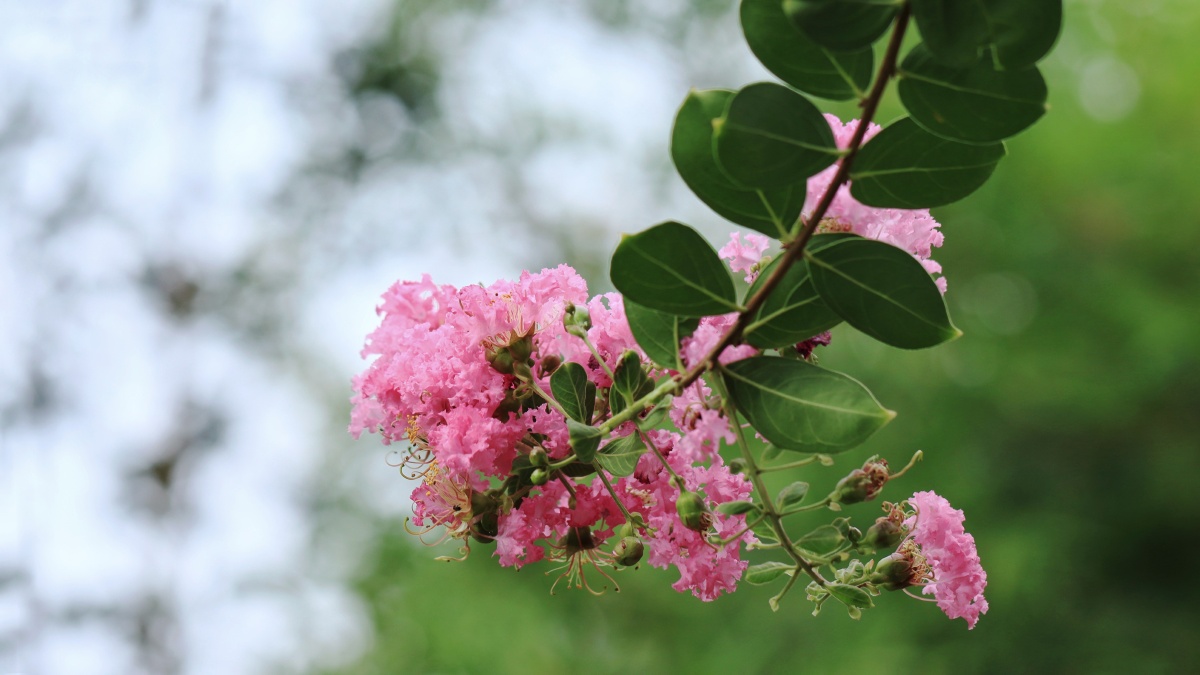 初秋的紫薇艳彩纷扬