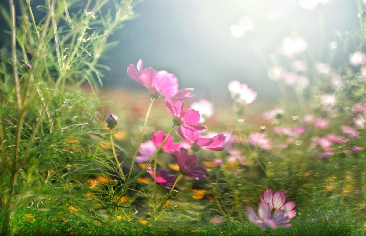 晨雾中的格桑花早晨有雾也有光花朵晶莹剔透