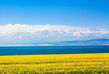青海湖边油菜