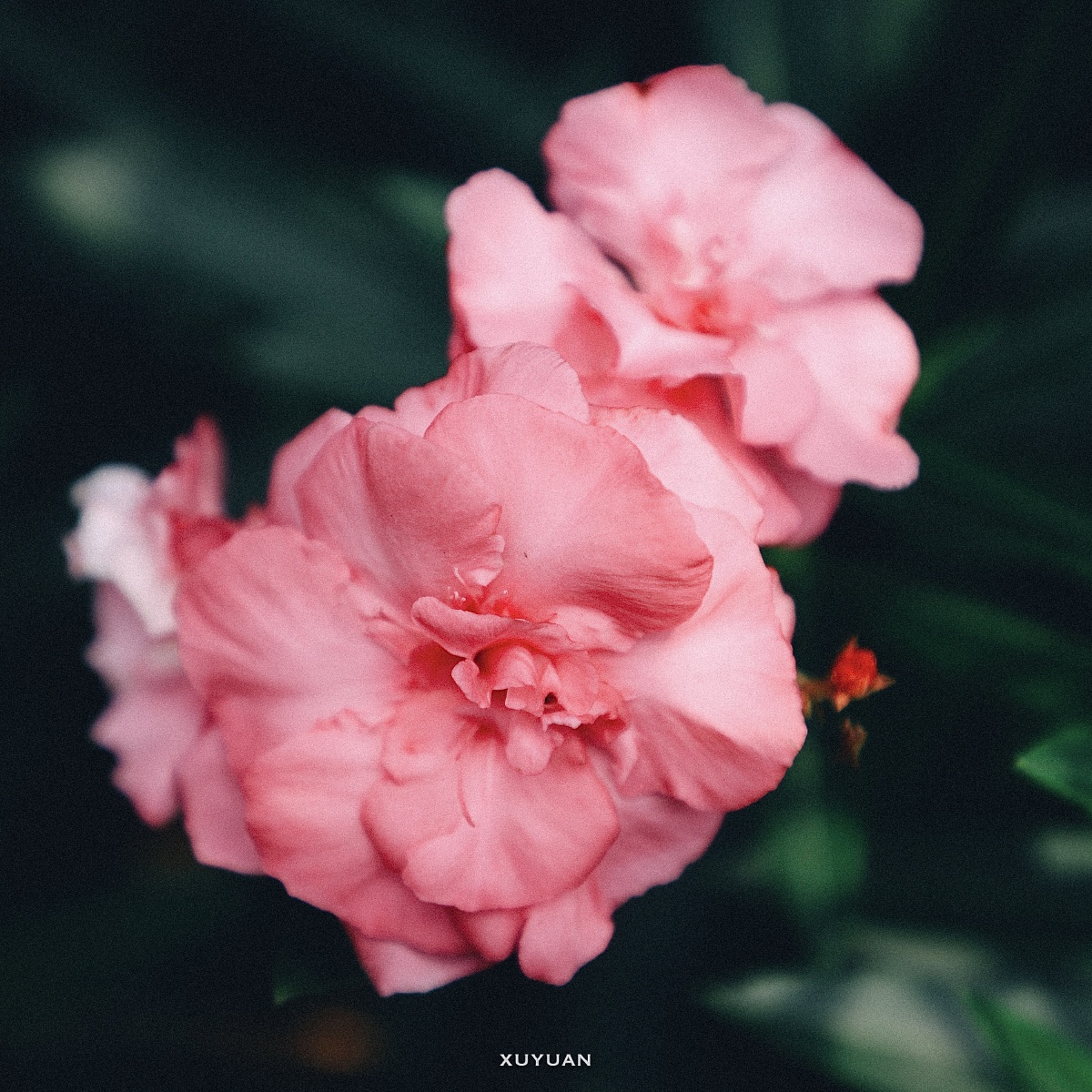 娇嫩的粉色花花