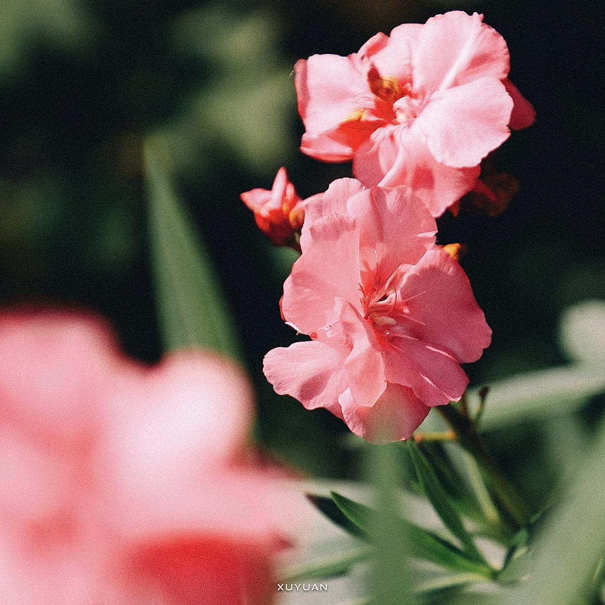 娇嫩的粉色花花