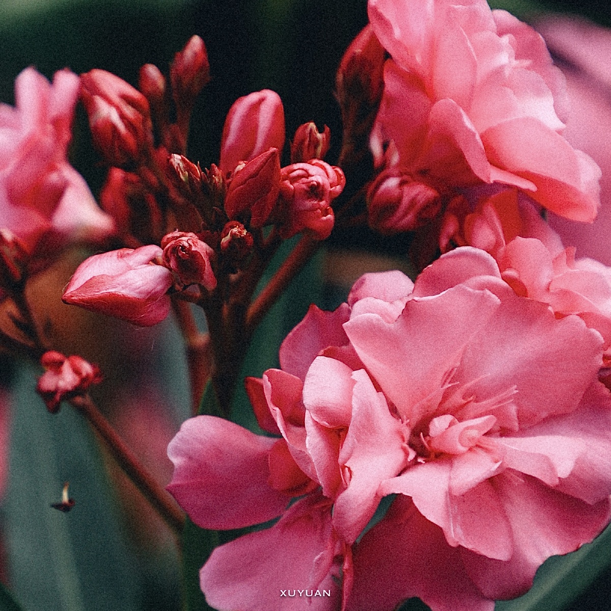 娇嫩的粉色花花