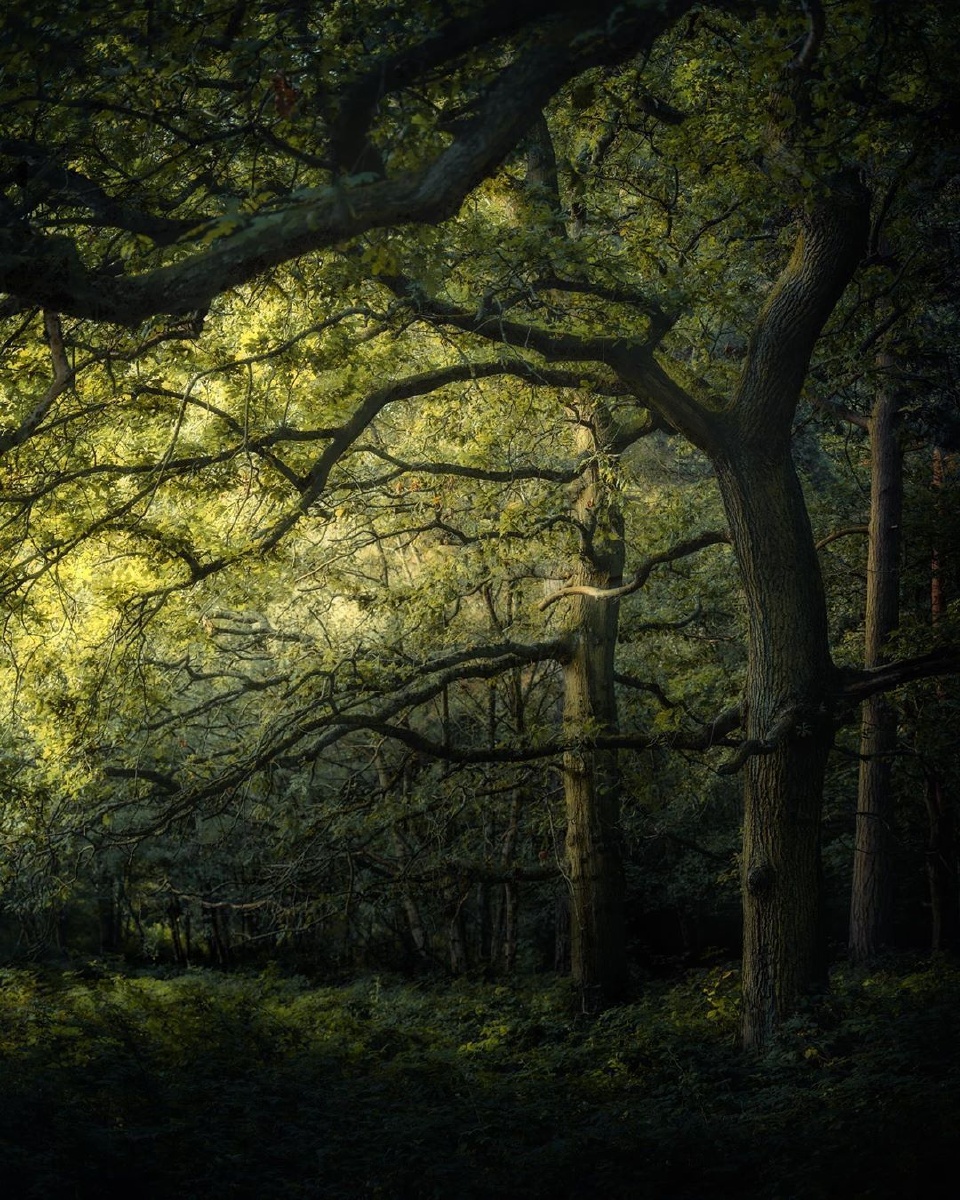 森林深处bymattbeach676767