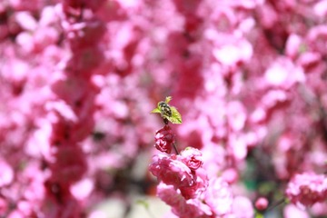蜂也醉了~