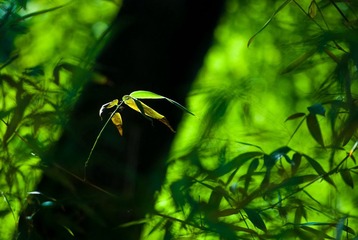 IMGP6761-2