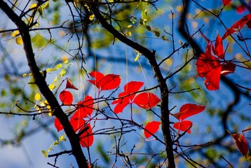 IMGP8506-2