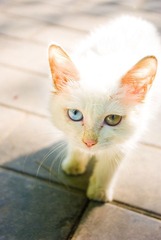 猫小鬼大