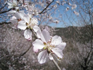 桃花~