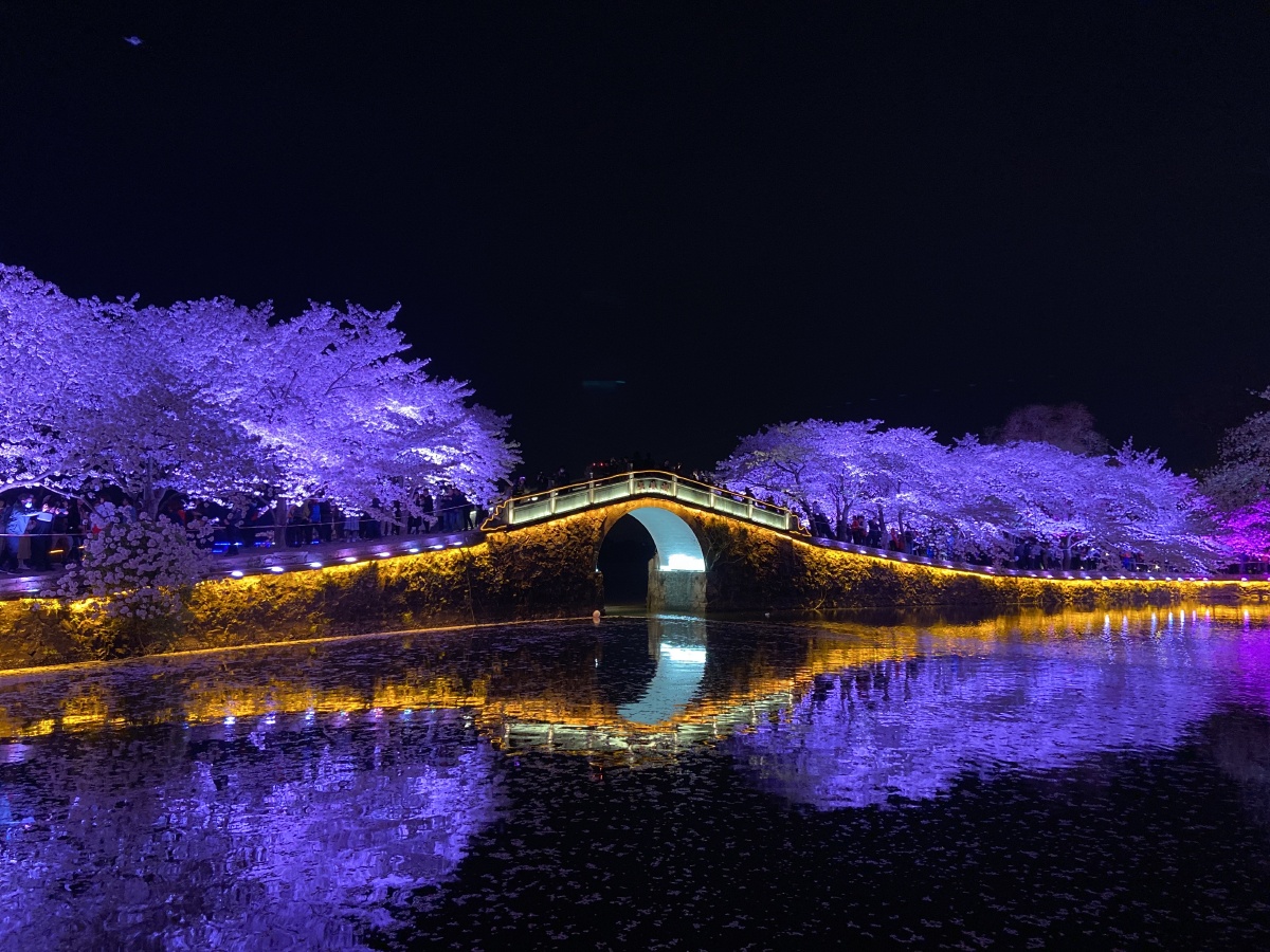 无锡太湖鼋头渚夜樱