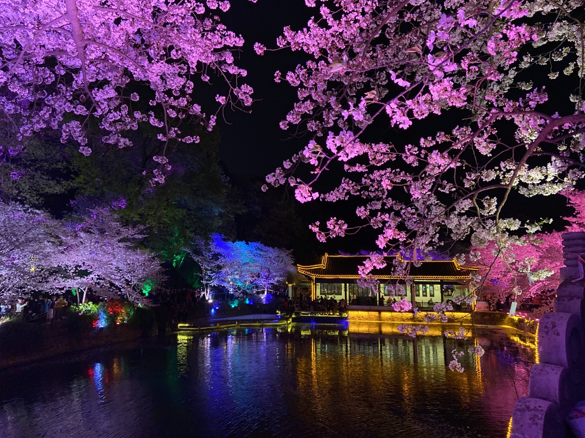 无锡太湖鼋头渚夜樱