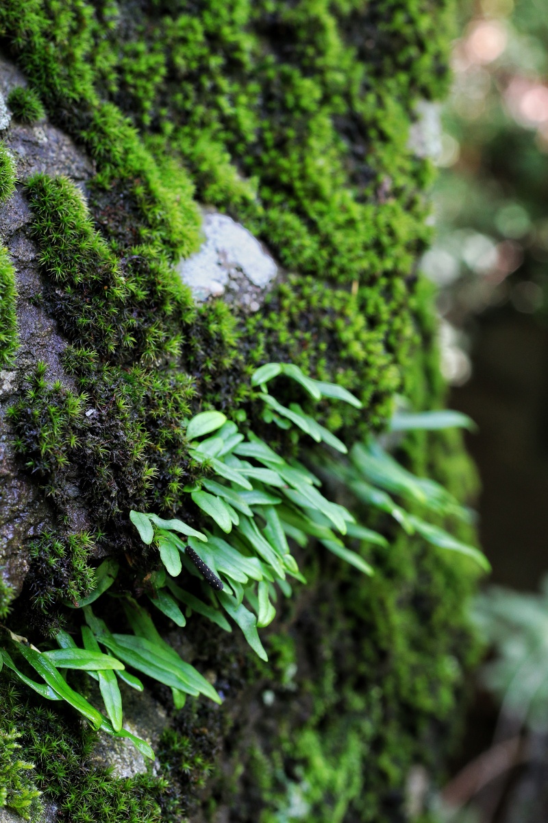东北吉林长白山原始森林
