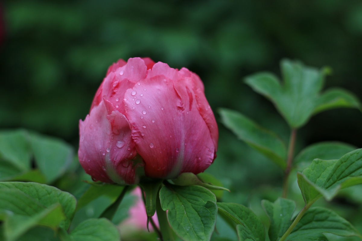 东北牡丹花正艳
