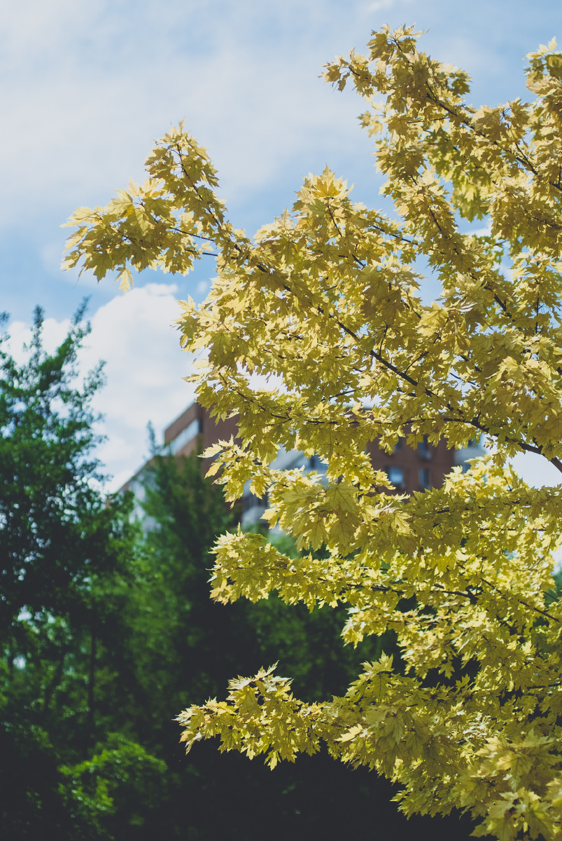 北京街头,一棵通体新绿的梧桐树,正焕发着勃勃生机.