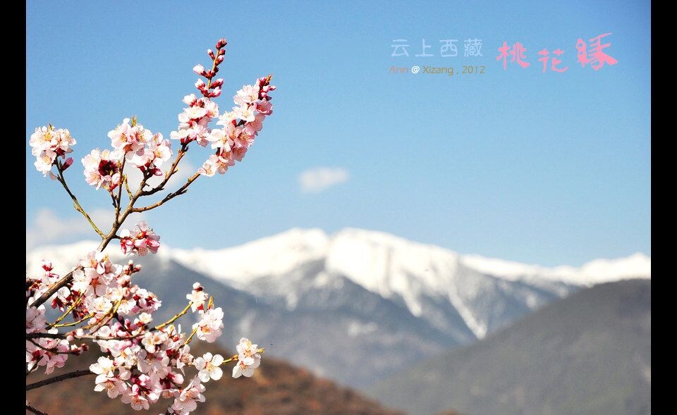 DSC_4824_1桃花映雪山ok<br />

