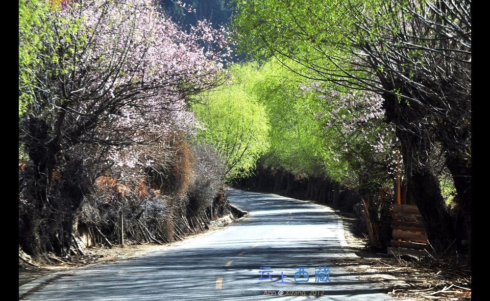 DSC_5043_1桃花路ok<br />
