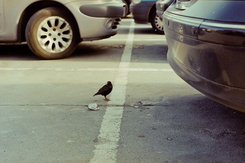 停车场的废纸和小鸟
很机灵的小鸟，不怕人但跑得很快<br />
注意，是跑