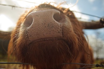 Cow