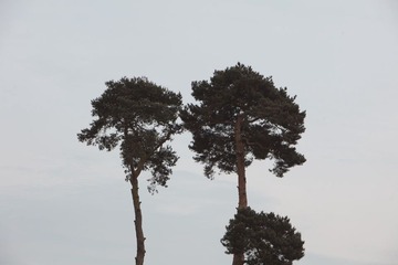 Trees