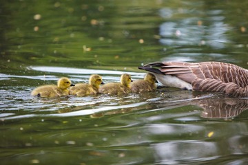 Ducks