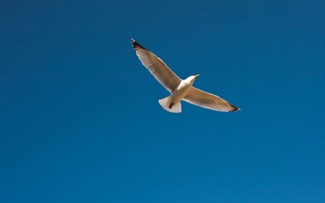 Seagull