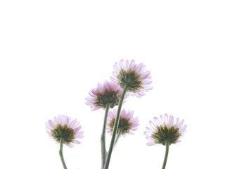 Coreopsis