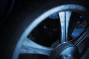 Assassin