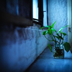 小植物