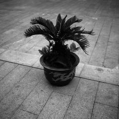 植物