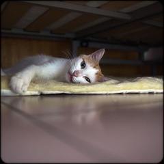 小花花