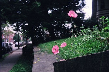 小花