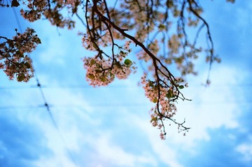 梨花