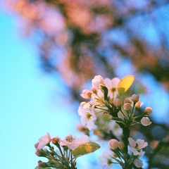 梨花，暮色