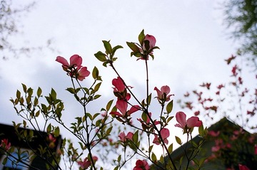 dogwood 2