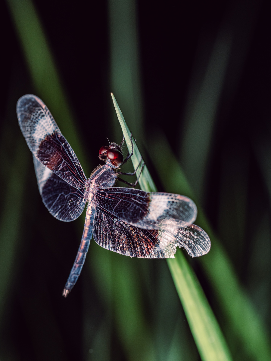 黑寡妇蜻蜓,体型偏小,当然比豆娘大是肯定的,黑白主色调相当简约大气