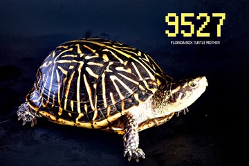 10657