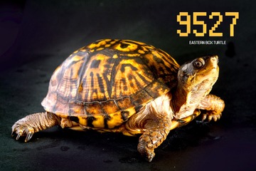 10655