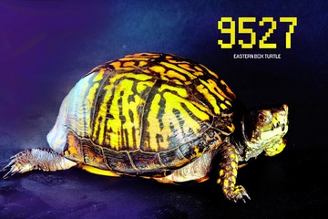 10654