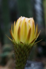 仙人球花