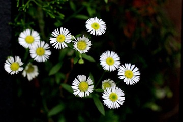 小花