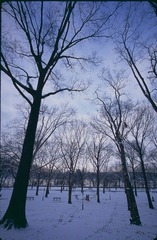 冬