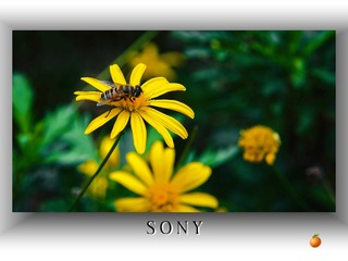 D460FDEF-8950-417E-A070-1F765DF27D29/L0/001
