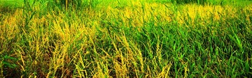 狂野