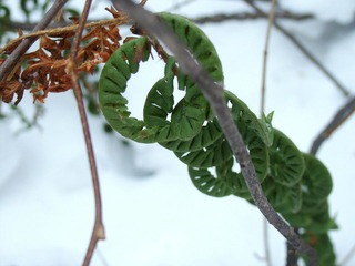 雪中的蕨类