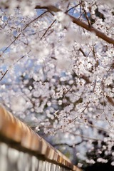 北海公园_20110324_0259