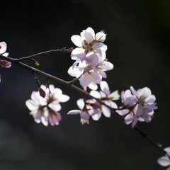 北海公园_20110324_0149