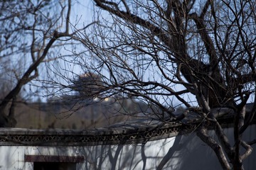 北海公园_20110324_0039