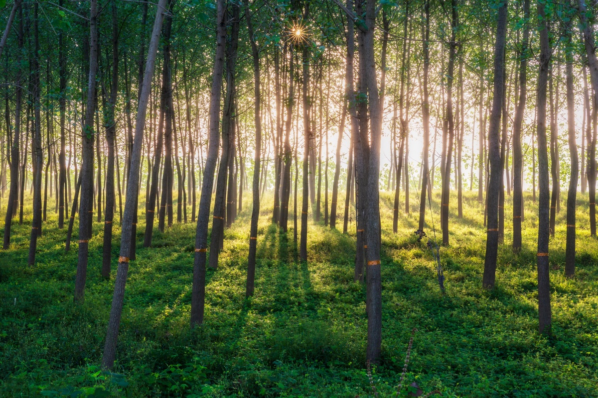 《光影》家乡一处小树林在阳光照射下光影非常漂亮