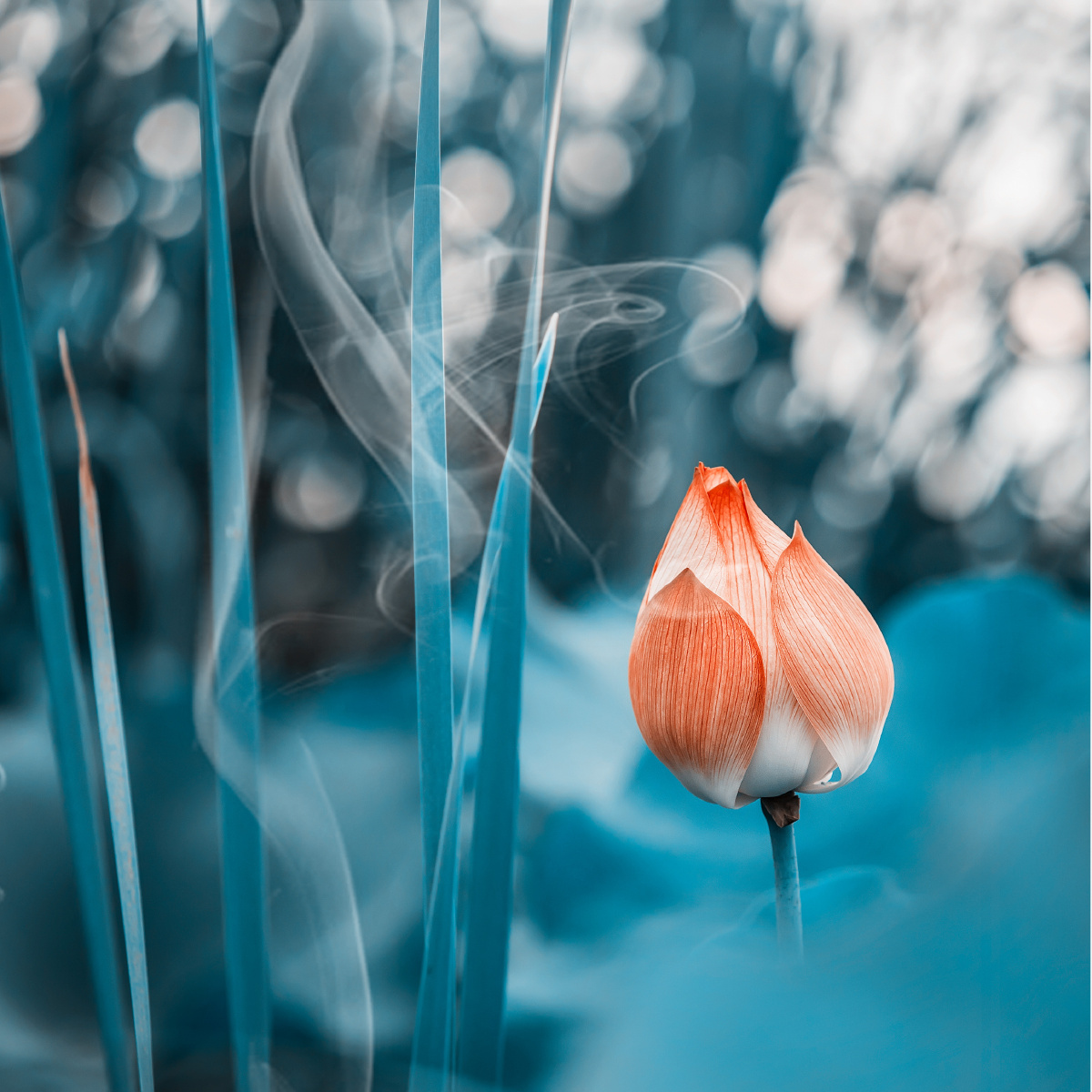 《烟波萦荷》 - 钟楼怪汉 - 图虫