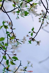 四月樱花6