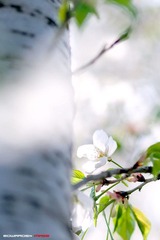 四月樱花4